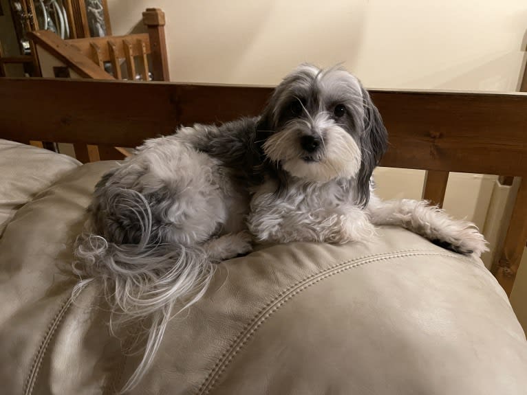 Winham’s “DollyBelle” of Rocky Mountain Cotons, a Coton de Tulear tested with EmbarkVet.com