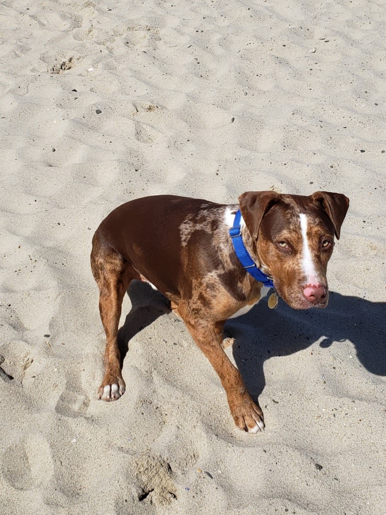 Loki, an American Pit Bull Terrier and Labrador Retriever mix tested with EmbarkVet.com