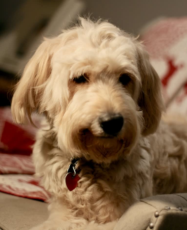 Bisou, a Goldendoodle tested with EmbarkVet.com