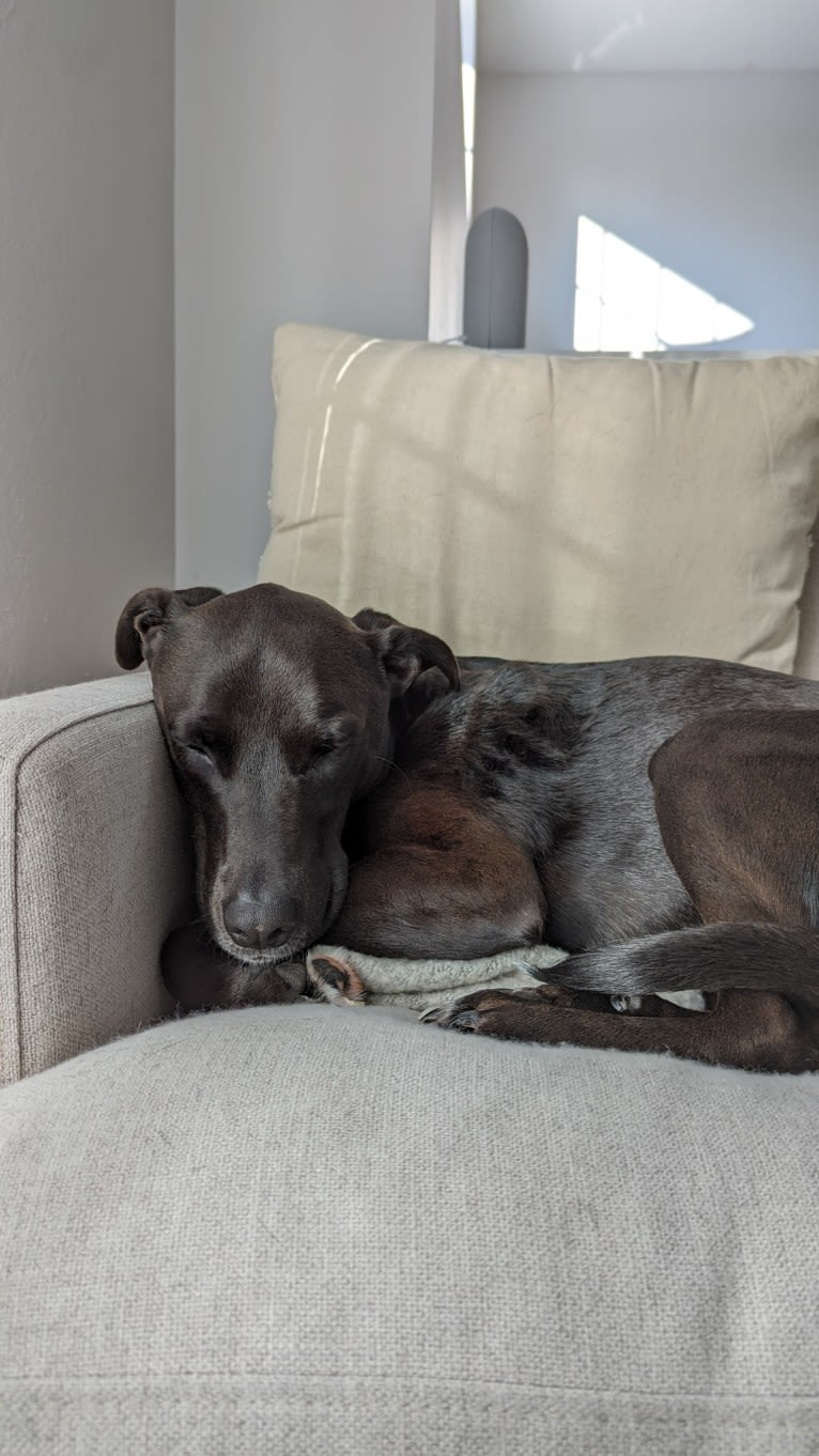 James, a Mountain Cur and American Pit Bull Terrier mix tested with EmbarkVet.com