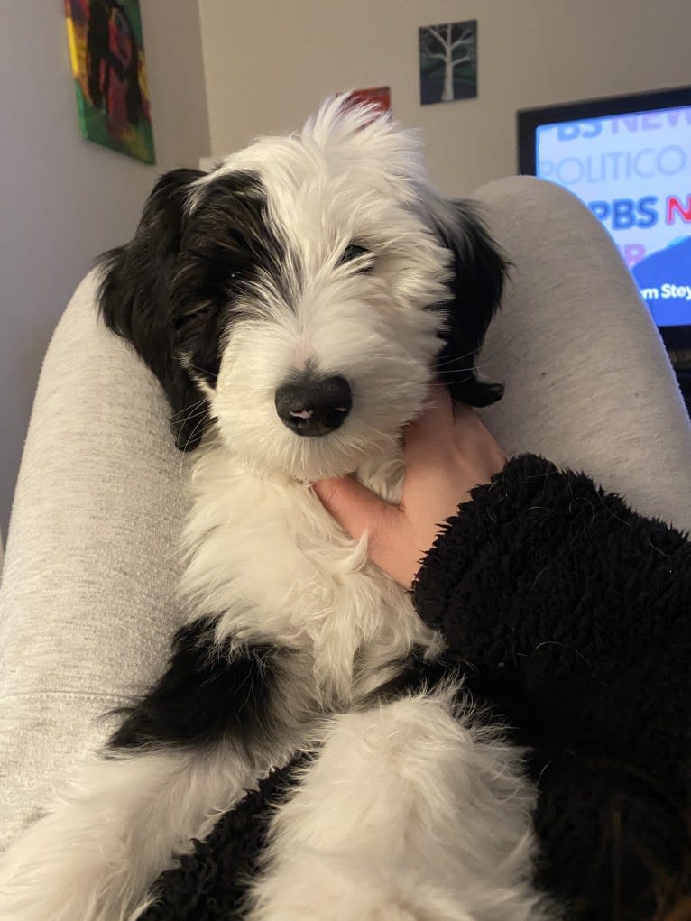 Owen, a Sheepadoodle tested with EmbarkVet.com