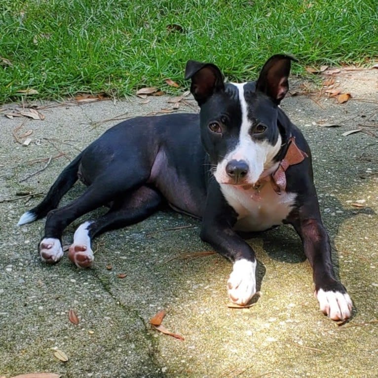 Maggie, an American Pit Bull Terrier tested with EmbarkVet.com