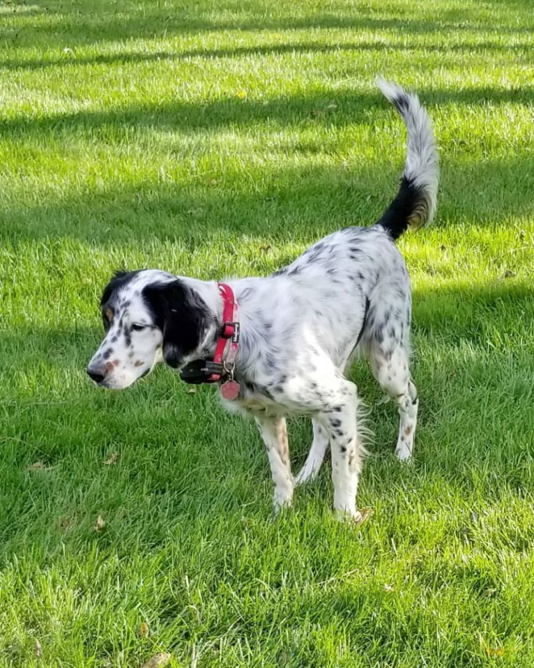 Shelby, a Llewellin Setter tested with EmbarkVet.com