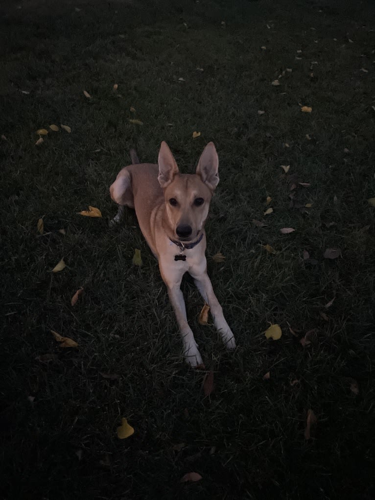 Photo of Nico, a German Shepherd Dog, Belgian Malinois, and Mixed mix