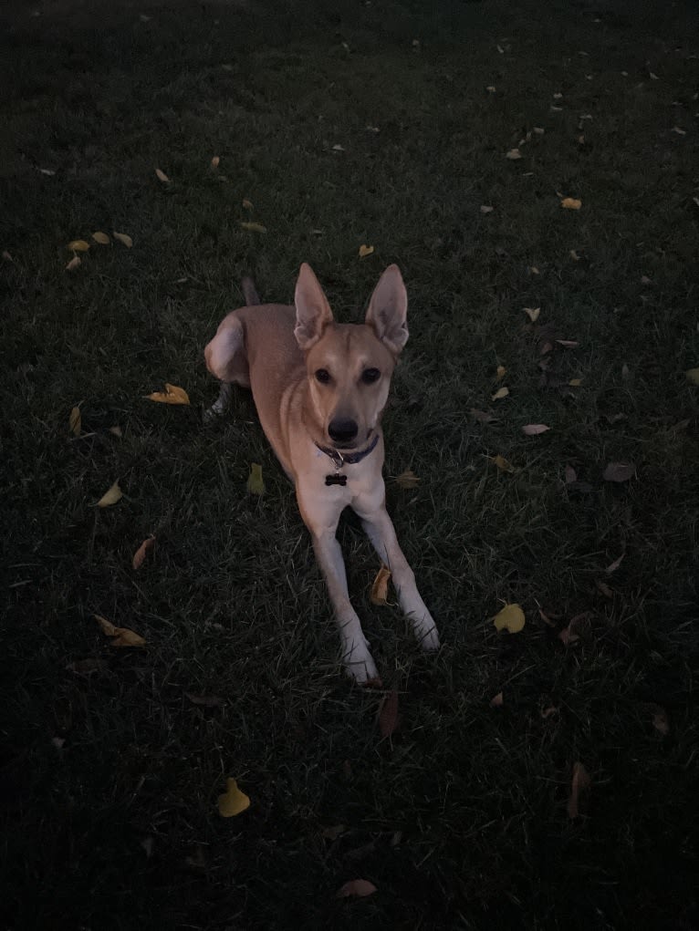 Nico, a German Shepherd Dog and Belgian Malinois mix tested with EmbarkVet.com