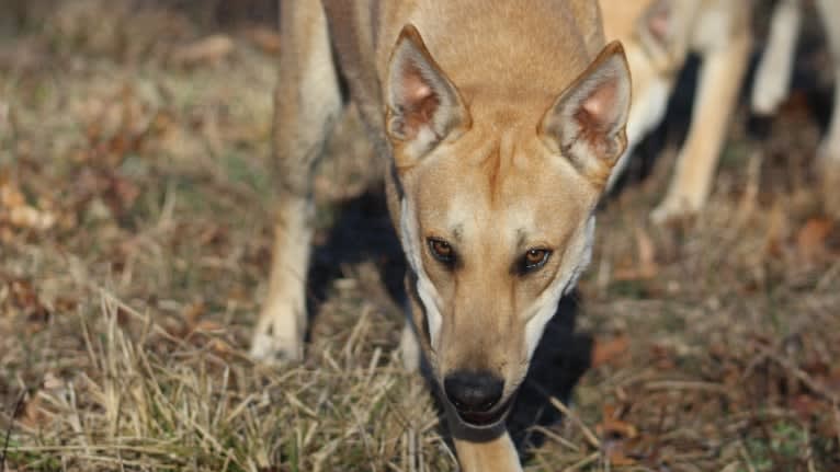 Bones, a Carolina Dog tested with EmbarkVet.com