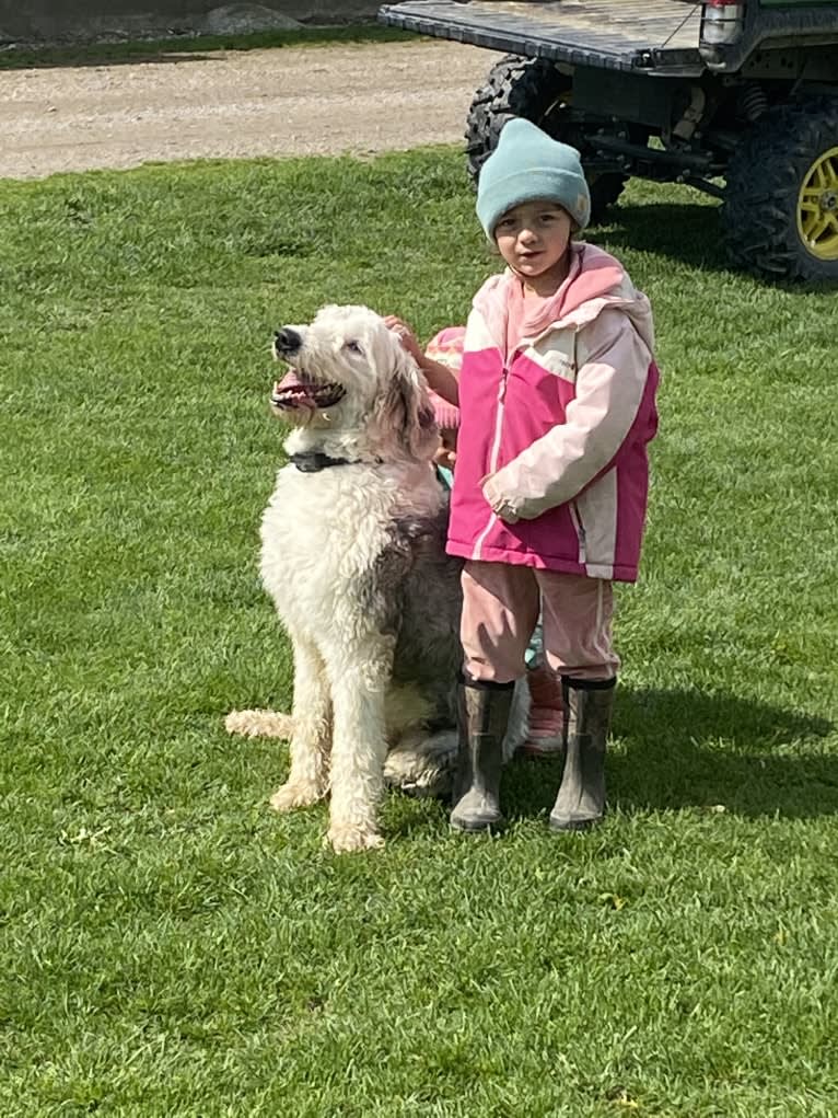 Clyde, an Old English Sheepdog tested with EmbarkVet.com