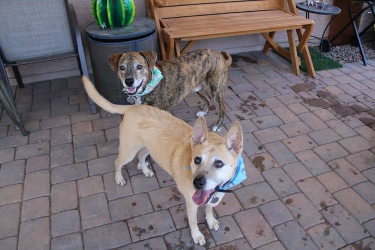 Bowzer, a Chow Chow and American Pit Bull Terrier mix tested with EmbarkVet.com