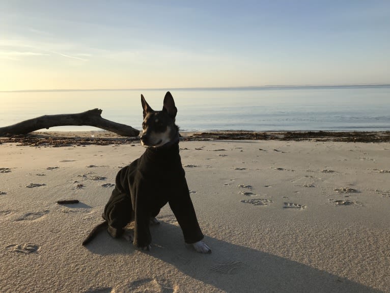 Loki, a Mountain Cur and Norwegian Elkhound mix tested with EmbarkVet.com