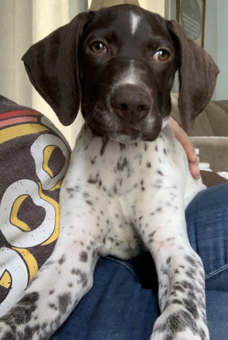 Jack, a German Shorthaired Pointer tested with EmbarkVet.com