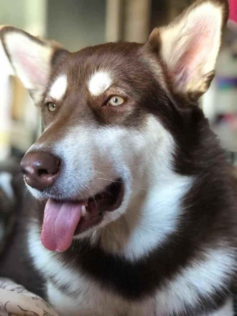 Suki, an Alaskan Malamute tested with EmbarkVet.com