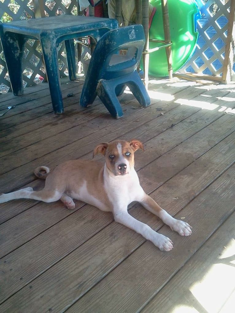 Thor, a Boston Terrier and Siberian Husky mix tested with EmbarkVet.com