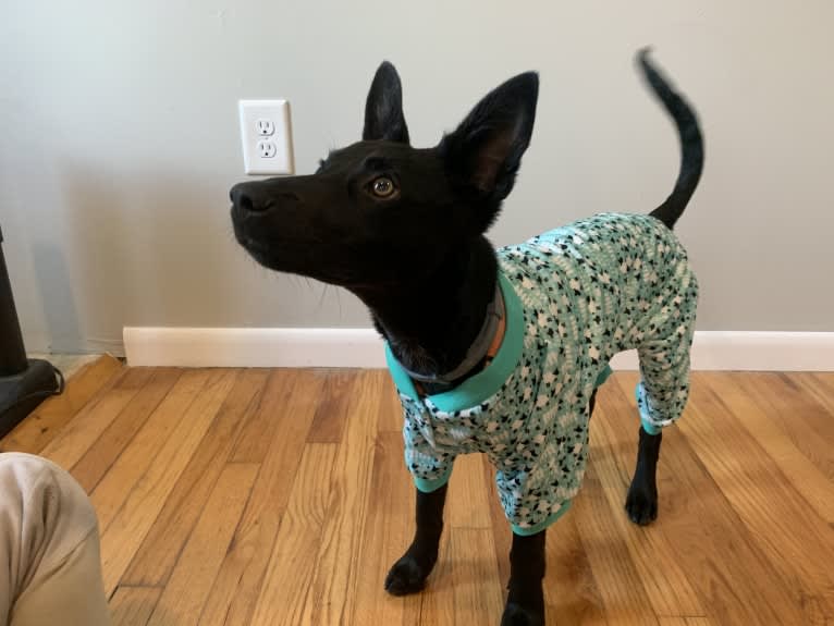 Westin, an Australian Cattle Dog and American Pit Bull Terrier mix tested with EmbarkVet.com