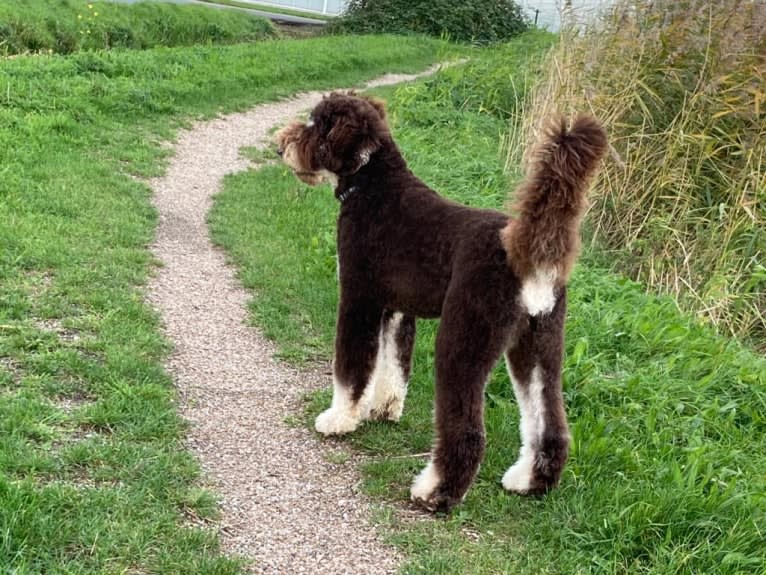 Gideon, a Poodle (Standard) tested with EmbarkVet.com