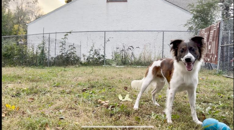 Bender, a Whippet and Border Collie mix tested with EmbarkVet.com