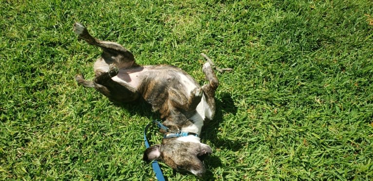 Akira, a Labrador Retriever and Australian Cattle Dog mix tested with EmbarkVet.com