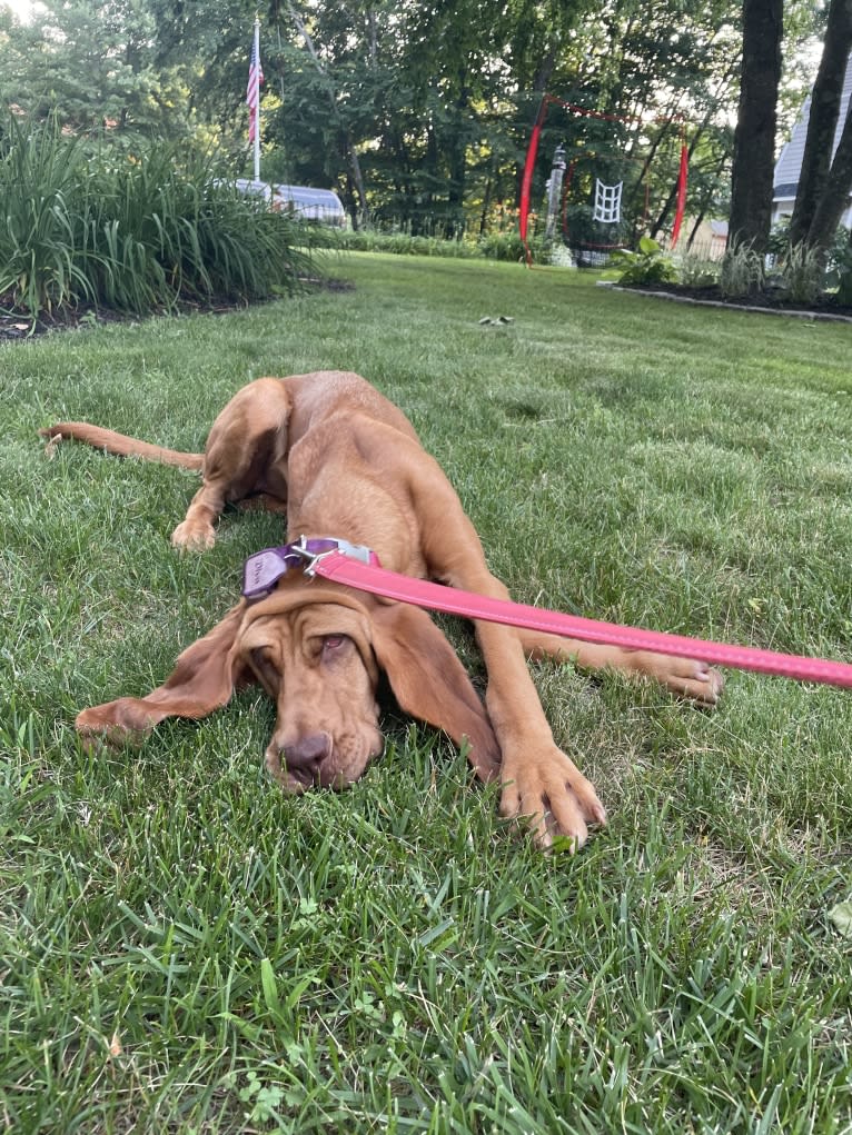 Truvy, a Bloodhound tested with EmbarkVet.com