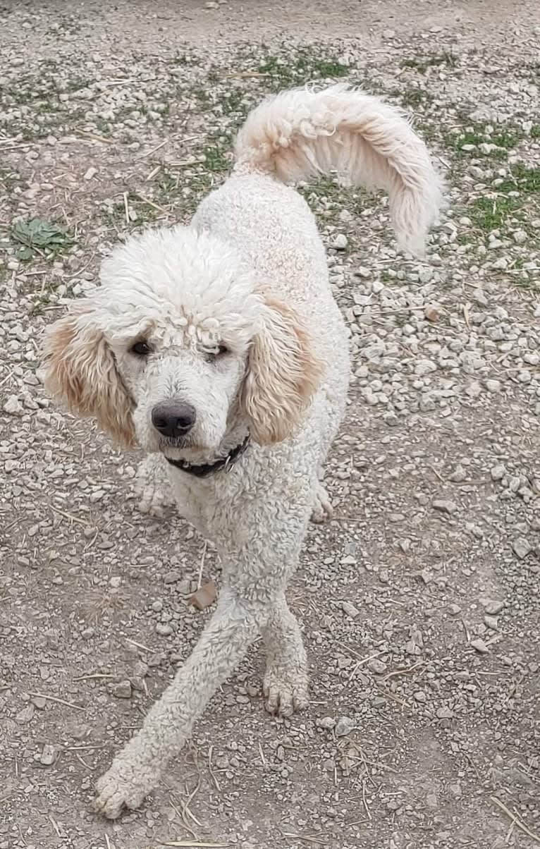 Orie, a Goldendoodle tested with EmbarkVet.com