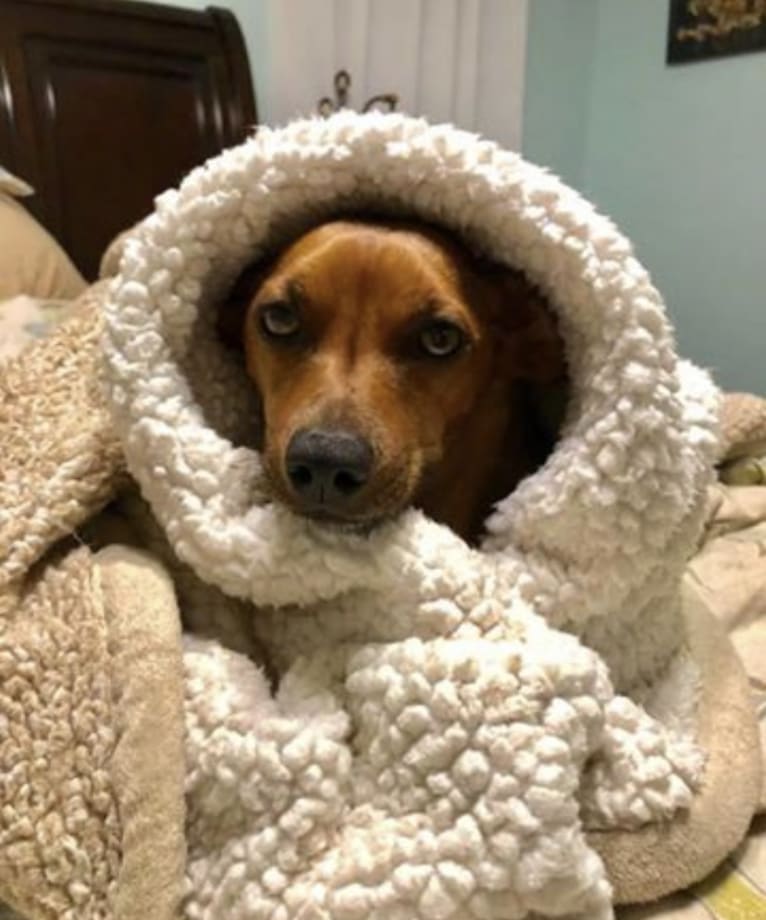 Preston, a Miniature Pinscher and Dachshund mix tested with EmbarkVet.com