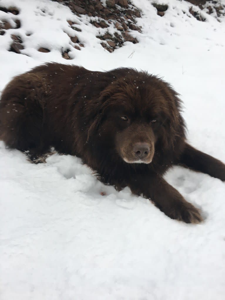 Rosey, a Newfoundland and Siberian Husky mix tested with EmbarkVet.com