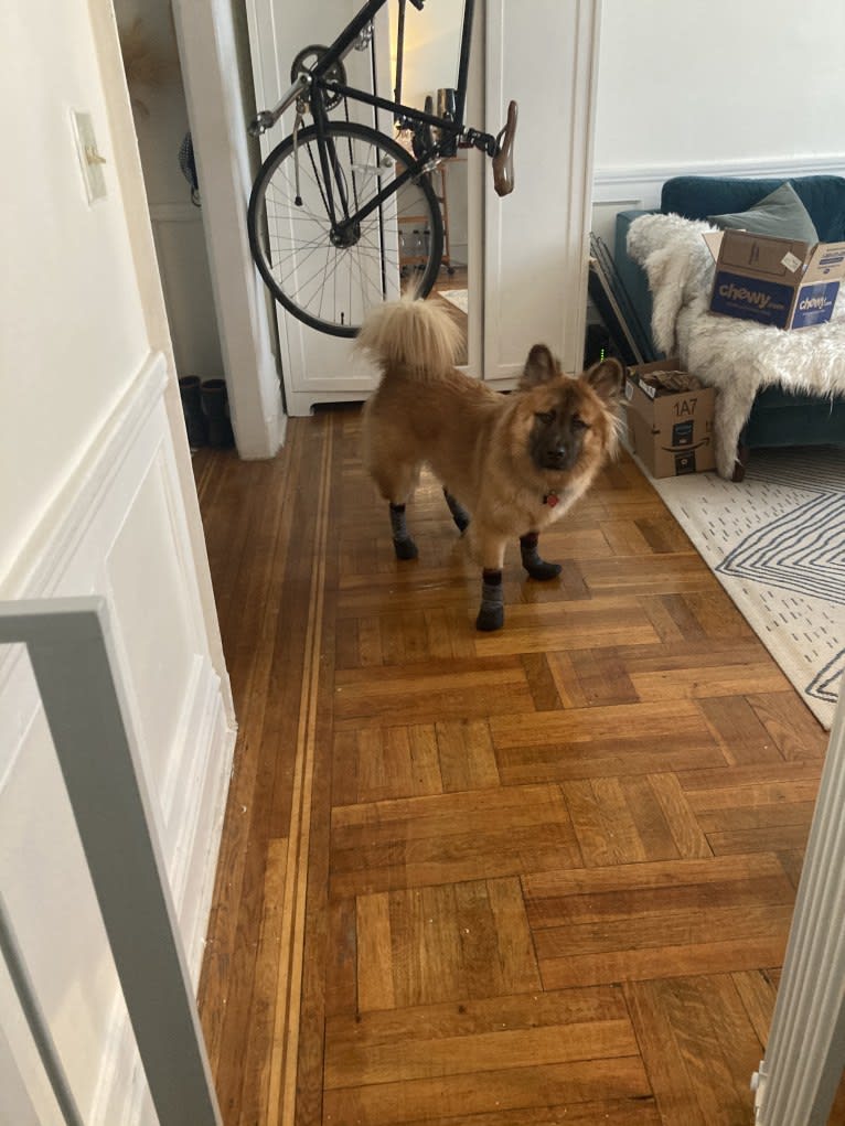 Bruce, a Chow Chow and Siberian Husky mix tested with EmbarkVet.com