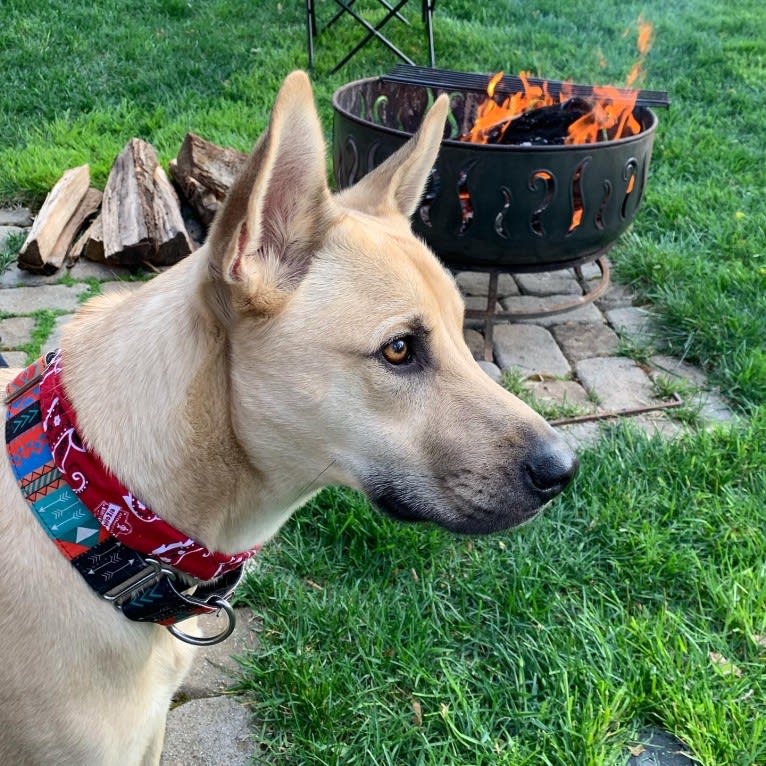 Leo, a Chow Chow and American Pit Bull Terrier mix tested with EmbarkVet.com