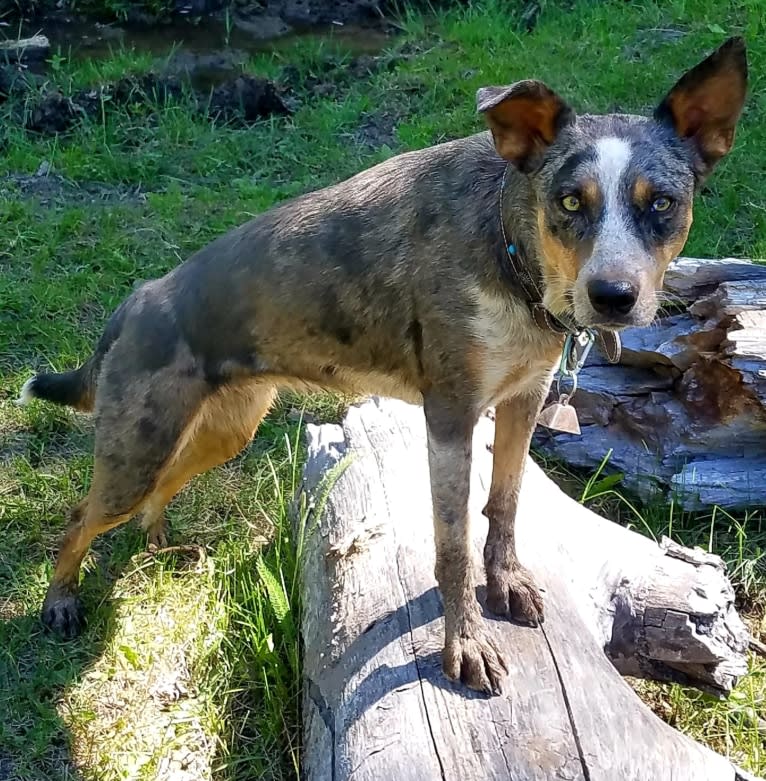 Daisy Jensen, an Australian Cattle Dog and Catahoula Leopard Dog mix tested with EmbarkVet.com