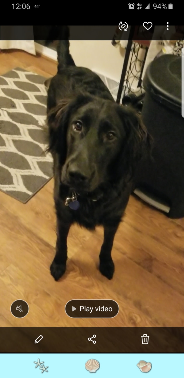 O'Reilly, an Irish Setter and German Shepherd Dog mix tested with EmbarkVet.com