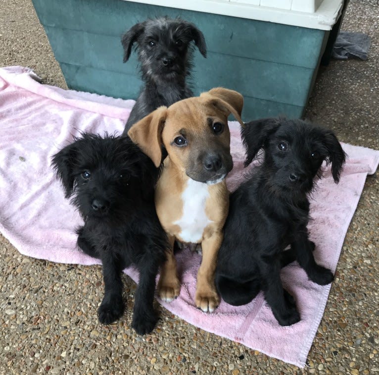 Wizard, a Miniature Schnauzer and Poodle (Small) mix tested with EmbarkVet.com