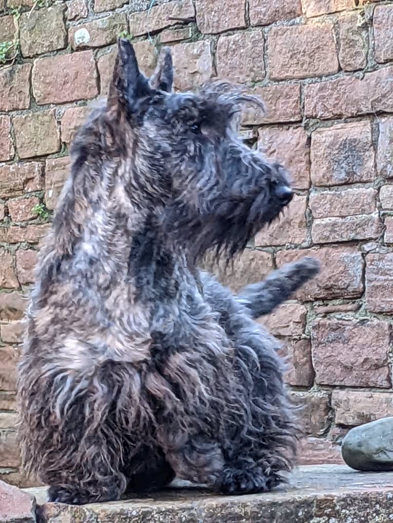 Mungo (TELLANDGRAY LOUIS OF ANCINNEADH), a Scottish Terrier tested with EmbarkVet.com