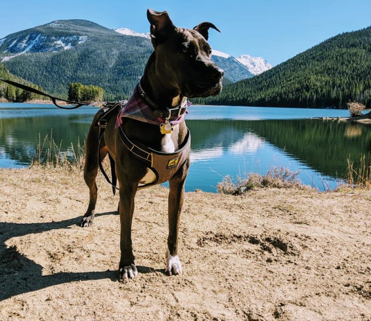 Andromeda, an American Pit Bull Terrier and Boxer mix tested with EmbarkVet.com