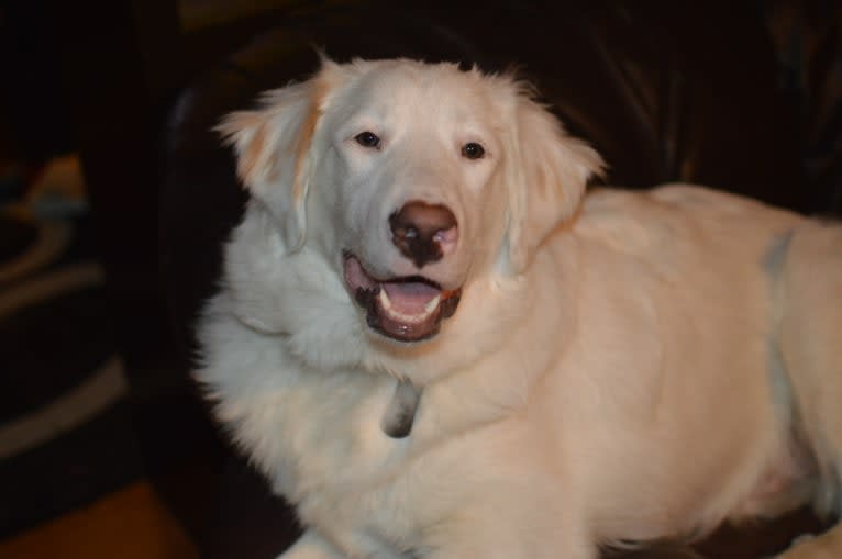 casper, a Great Pyrenees and Labrador Retriever mix tested with EmbarkVet.com