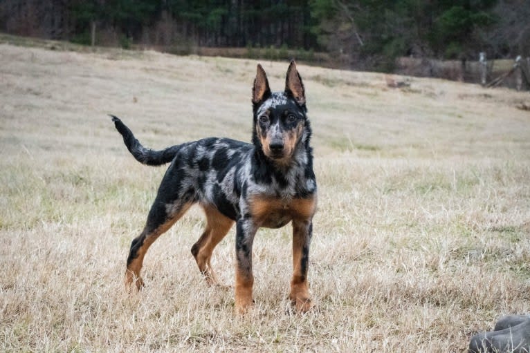 Moulin Vert’s Paxx Romana, a Beauceron tested with EmbarkVet.com