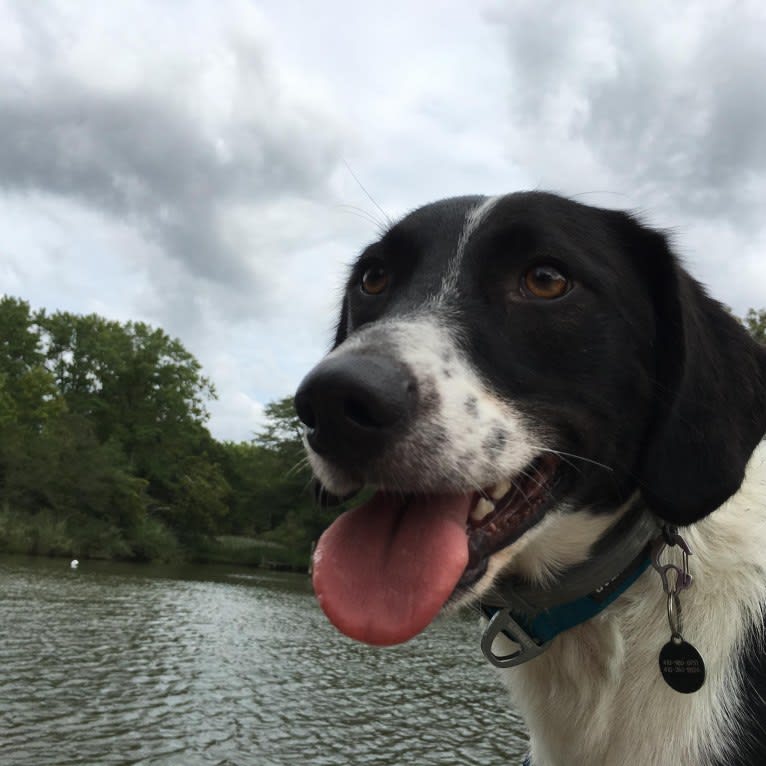 Alfie, an American Foxhound and Labrador Retriever mix tested with EmbarkVet.com