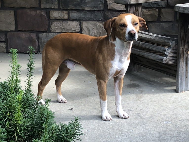 Rocky, a Chihuahua and American Pit Bull Terrier mix tested with EmbarkVet.com