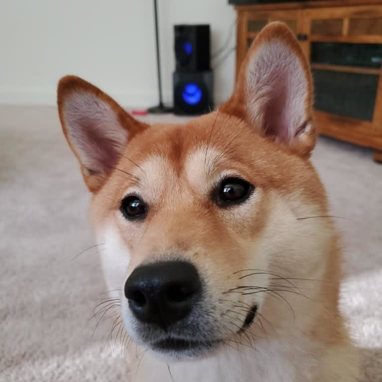 Noko, a Shiba Inu tested with EmbarkVet.com