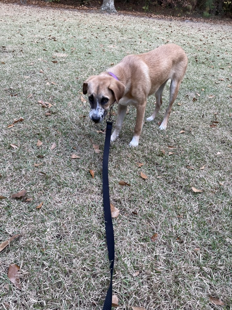 Willow, a Boxer and Australian Shepherd mix tested with EmbarkVet.com