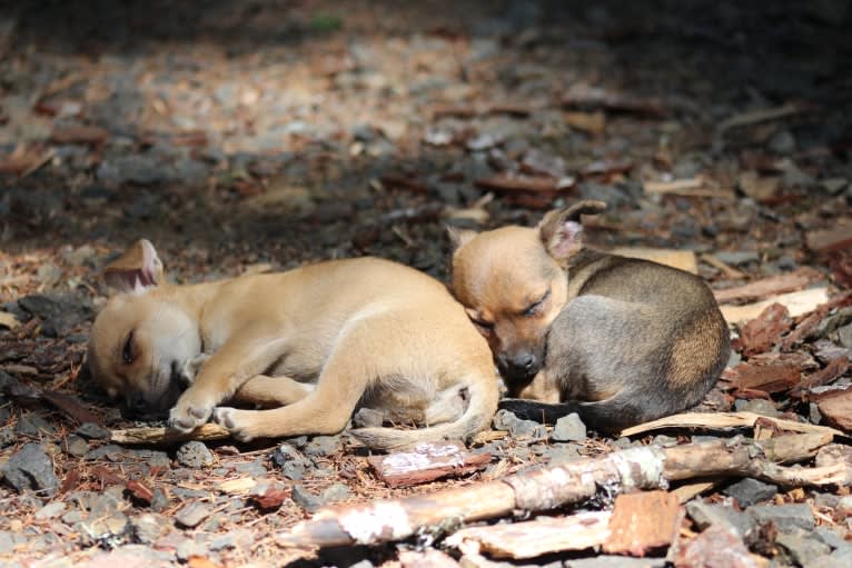 Moose, a Chihuahua and Miniature Pinscher mix tested with EmbarkVet.com