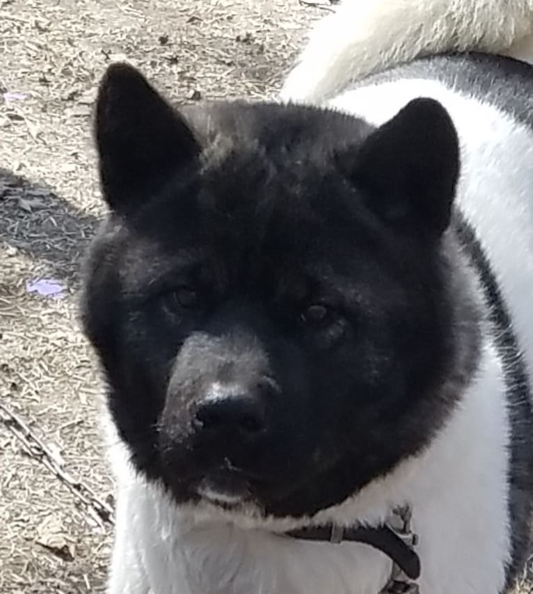 Sansa, an Akita tested with EmbarkVet.com