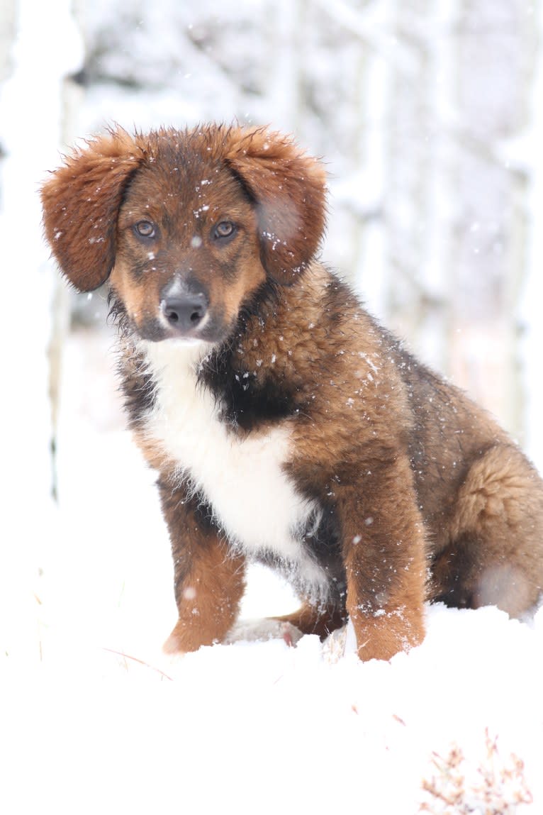 Burley, an English Shepherd tested with EmbarkVet.com