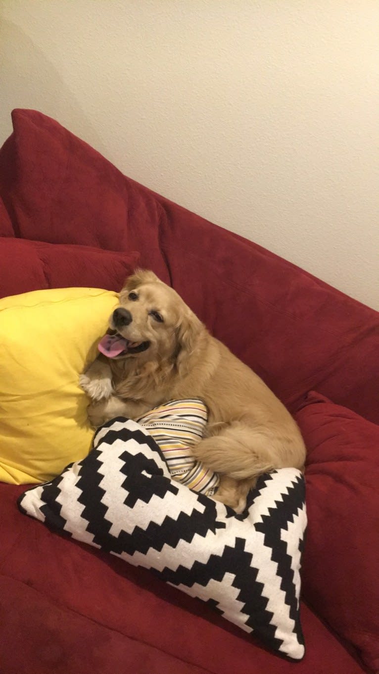 Yogi, a Cocker Spaniel and Australian Cattle Dog mix tested with EmbarkVet.com