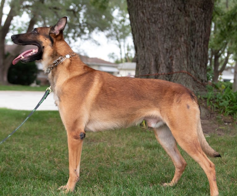 Uther, a Belgian Shepherd tested with EmbarkVet.com