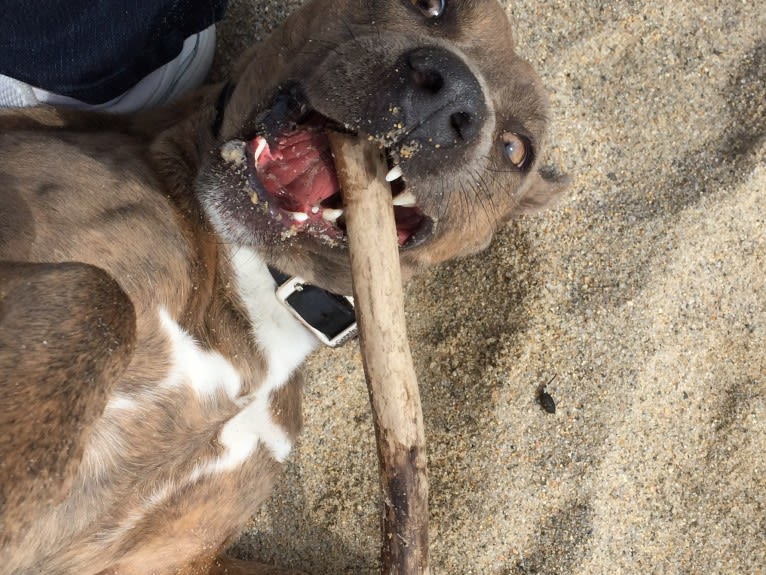 Buddy, a Beagle and German Shepherd Dog mix tested with EmbarkVet.com