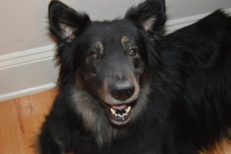 Cooper, a German Shepherd Dog and Golden Retriever mix tested with EmbarkVet.com