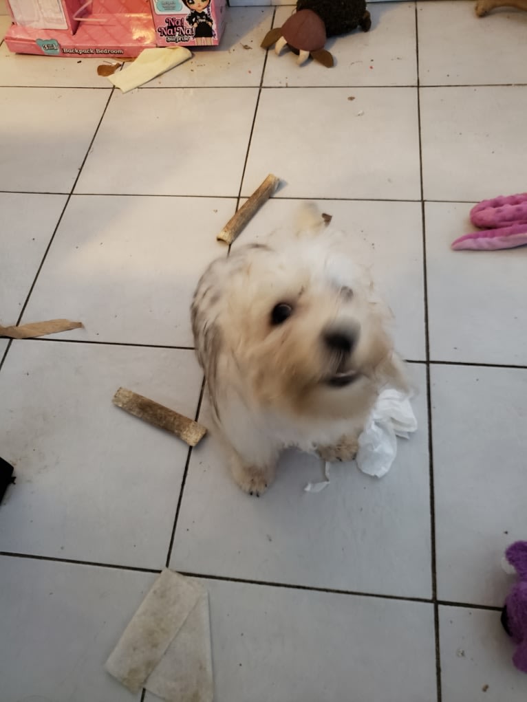 Sadie, a Dandie Dinmont Terrier tested with EmbarkVet.com