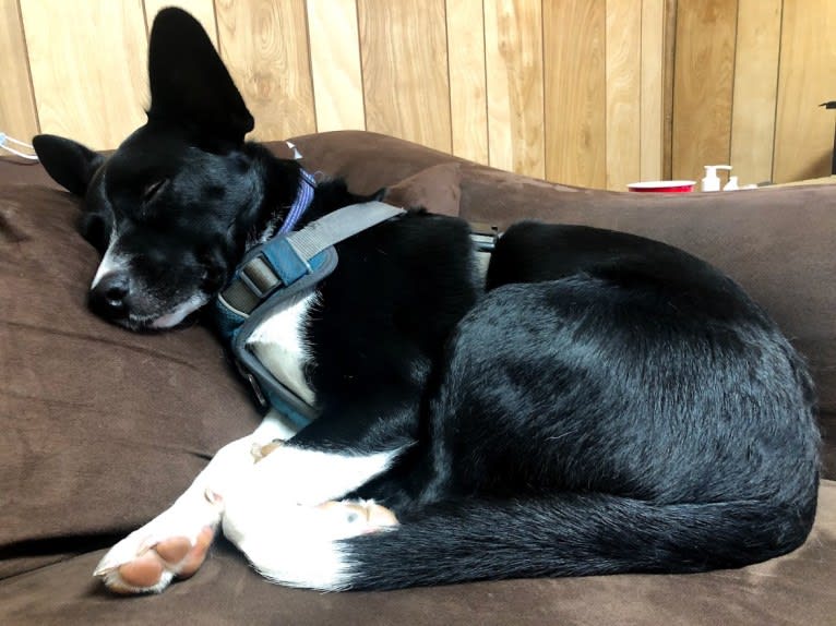 Newt, an Australian Cattle Dog and Border Collie mix tested with EmbarkVet.com