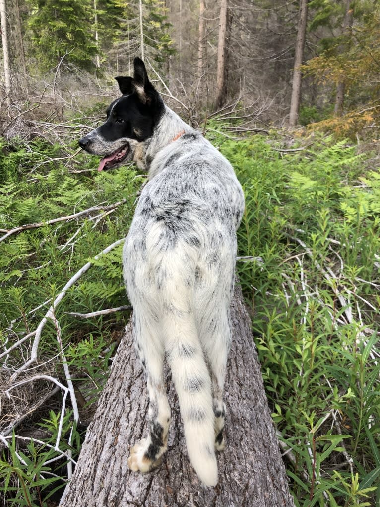 Ridge, a Border Collie and Australian Cattle Dog mix tested with EmbarkVet.com