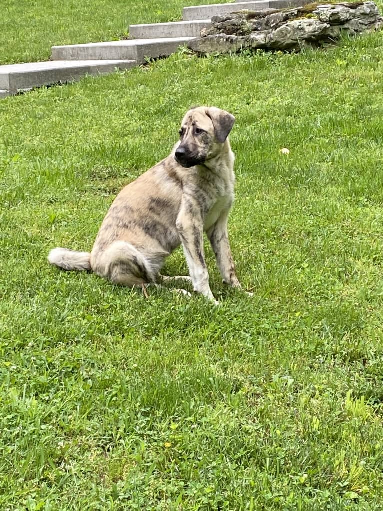 Princess, an Anatolian Shepherd Dog tested with EmbarkVet.com