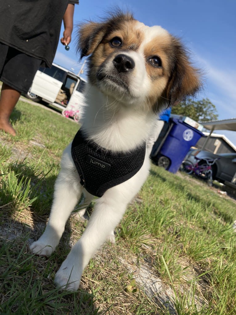 Buddy, a Chihuahua and Russell-type Terrier mix tested with EmbarkVet.com