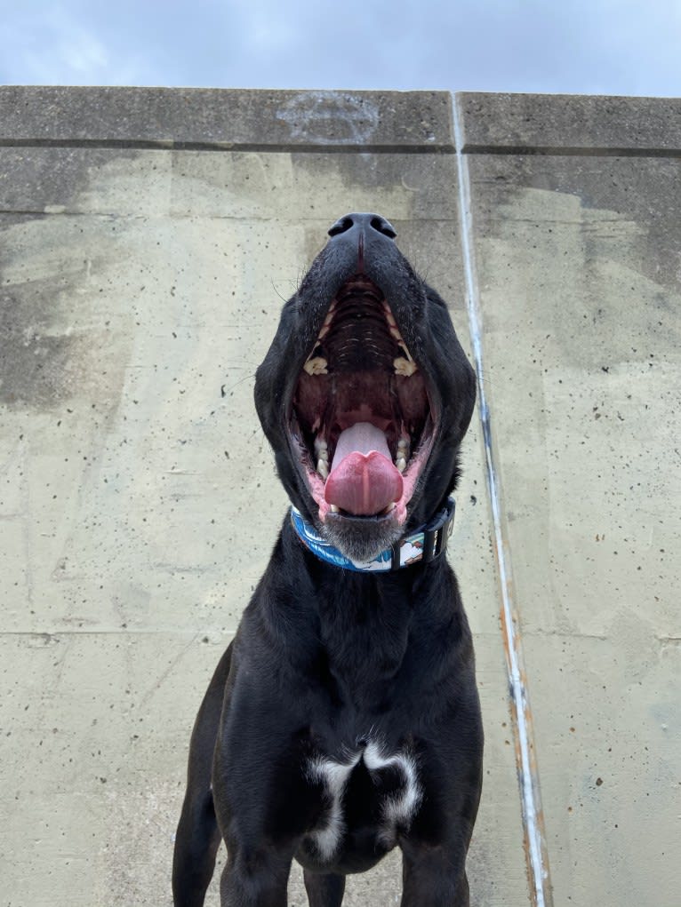 Zhala, a Cane Corso and American Pit Bull Terrier mix tested with EmbarkVet.com